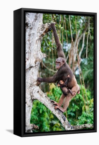 Female Chimpanzee climbing in trees carrying infant, Africa-Eric Baccega-Framed Premier Image Canvas