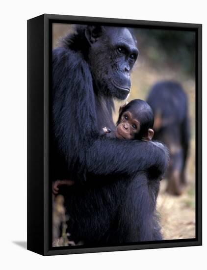 Female Chimpanzee Cradles Newborn Chimp, Gombe National Park, Tanzania-Kristin Mosher-Framed Premier Image Canvas