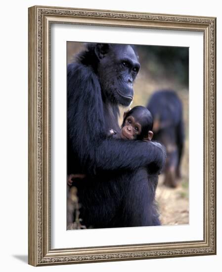 Female Chimpanzee Cradles Newborn Chimp, Gombe National Park, Tanzania-Kristin Mosher-Framed Photographic Print