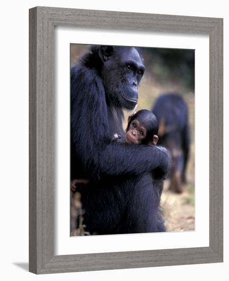 Female Chimpanzee Cradles Newborn Chimp, Gombe National Park, Tanzania-Kristin Mosher-Framed Photographic Print