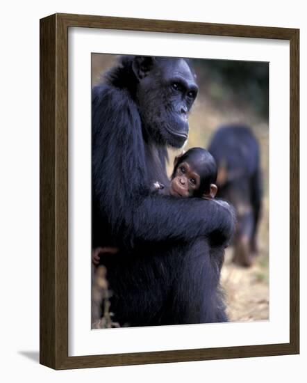 Female Chimpanzee Cradles Newborn Chimp, Gombe National Park, Tanzania-Kristin Mosher-Framed Photographic Print