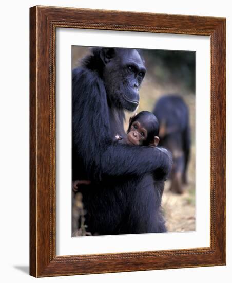 Female Chimpanzee Cradles Newborn Chimp, Gombe National Park, Tanzania-Kristin Mosher-Framed Photographic Print