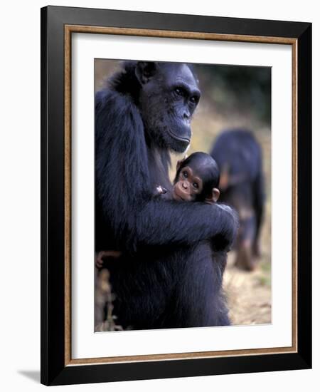 Female Chimpanzee Cradles Newborn Chimp, Gombe National Park, Tanzania-Kristin Mosher-Framed Photographic Print