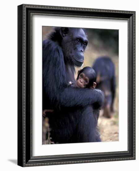 Female Chimpanzee Cradles Newborn Chimp, Gombe National Park, Tanzania-Kristin Mosher-Framed Photographic Print