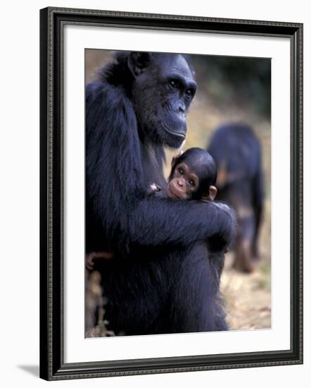 Female Chimpanzee Cradles Newborn Chimp, Gombe National Park, Tanzania-Kristin Mosher-Framed Photographic Print