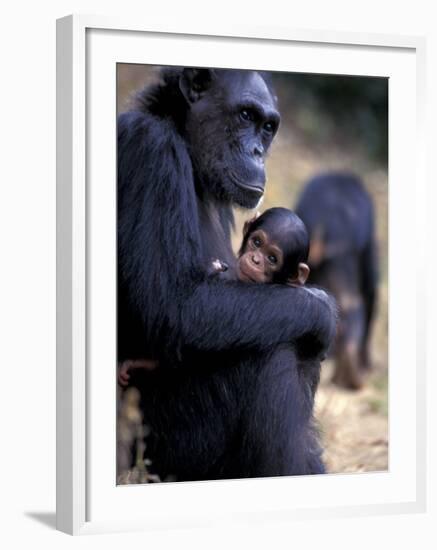 Female Chimpanzee Cradles Newborn Chimp, Gombe National Park, Tanzania-Kristin Mosher-Framed Photographic Print