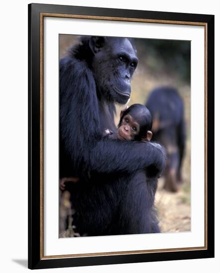 Female Chimpanzee Cradles Newborn Chimp, Gombe National Park, Tanzania-Kristin Mosher-Framed Photographic Print