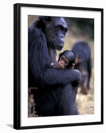 Female Chimpanzee Cradles Newborn Chimp, Gombe National Park, Tanzania-Kristin Mosher-Framed Photographic Print