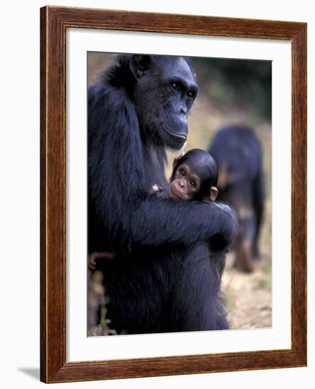 Female Chimpanzee Cradles Newborn Chimp, Gombe National Park, Tanzania-Kristin Mosher-Framed Photographic Print