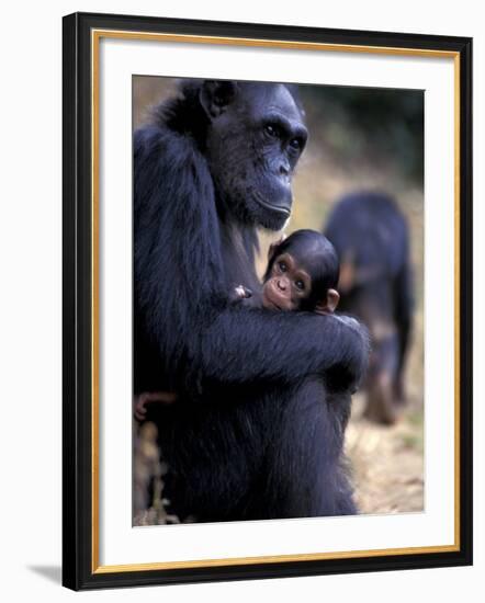 Female Chimpanzee Cradles Newborn Chimp, Gombe National Park, Tanzania-Kristin Mosher-Framed Photographic Print