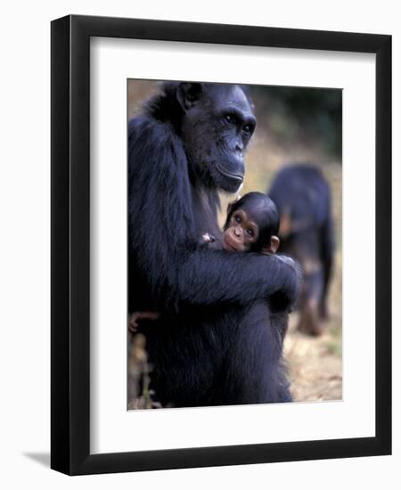 Female Chimpanzee Cradles Newborn Chimp, Gombe National Park, Tanzania-Kristin Mosher-Framed Photographic Print