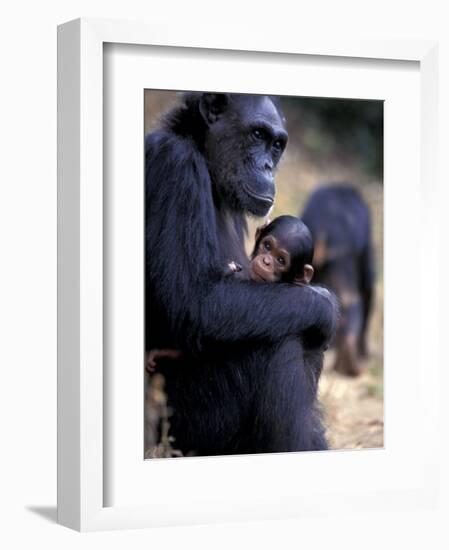 Female Chimpanzee Cradles Newborn Chimp, Gombe National Park, Tanzania-Kristin Mosher-Framed Photographic Print