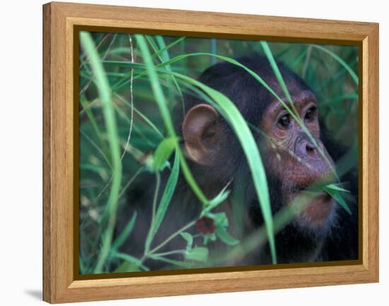 Female Chimpanzee Rolls the Leaves of a Plant, Gombe National Park, Tanzania-Kristin Mosher-Framed Premier Image Canvas