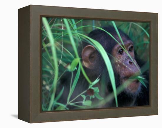 Female Chimpanzee Rolls the Leaves of a Plant, Gombe National Park, Tanzania-Kristin Mosher-Framed Premier Image Canvas