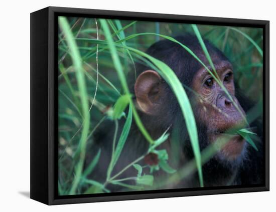 Female Chimpanzee Rolls the Leaves of a Plant, Gombe National Park, Tanzania-Kristin Mosher-Framed Premier Image Canvas