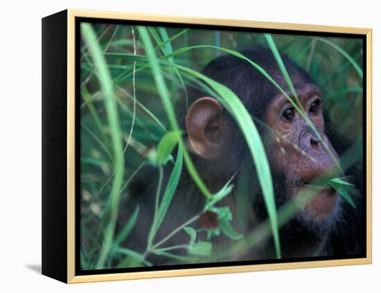 Female Chimpanzee Rolls the Leaves of a Plant, Gombe National Park, Tanzania-Kristin Mosher-Framed Premier Image Canvas