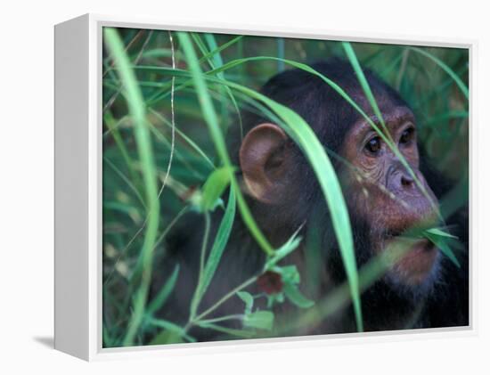 Female Chimpanzee Rolls the Leaves of a Plant, Gombe National Park, Tanzania-Kristin Mosher-Framed Premier Image Canvas