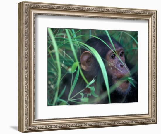 Female Chimpanzee Rolls the Leaves of a Plant, Gombe National Park, Tanzania-Kristin Mosher-Framed Photographic Print