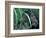 Female Chimpanzee Rolls the Leaves of a Plant, Gombe National Park, Tanzania-Kristin Mosher-Framed Photographic Print