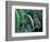 Female Chimpanzee Rolls the Leaves of a Plant, Gombe National Park, Tanzania-Kristin Mosher-Framed Photographic Print