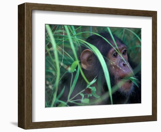 Female Chimpanzee Rolls the Leaves of a Plant, Gombe National Park, Tanzania-Kristin Mosher-Framed Photographic Print