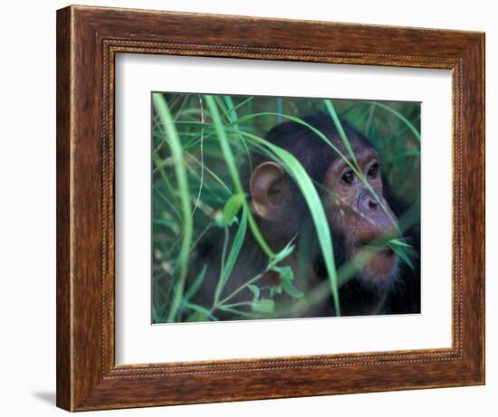 Female Chimpanzee Rolls the Leaves of a Plant, Gombe National Park, Tanzania-Kristin Mosher-Framed Photographic Print