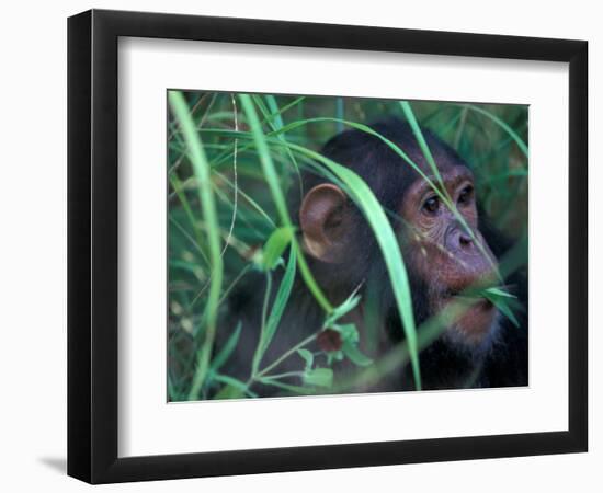 Female Chimpanzee Rolls the Leaves of a Plant, Gombe National Park, Tanzania-Kristin Mosher-Framed Photographic Print