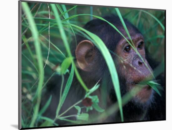 Female Chimpanzee Rolls the Leaves of a Plant, Gombe National Park, Tanzania-Kristin Mosher-Mounted Photographic Print