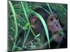 Female Chimpanzee Rolls the Leaves of a Plant, Gombe National Park, Tanzania-Kristin Mosher-Mounted Photographic Print