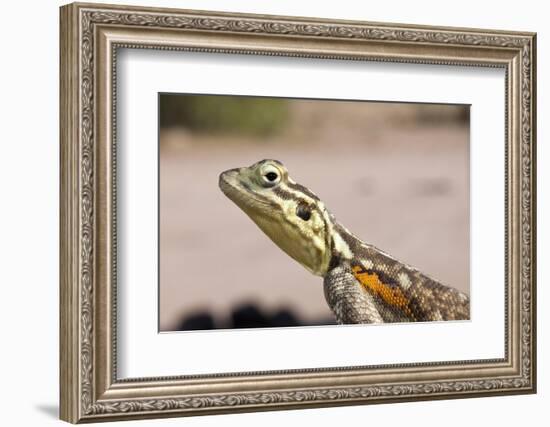 Female Common Agama Head (Agama Agama)-Reinhard Dirscherl-Framed Photographic Print