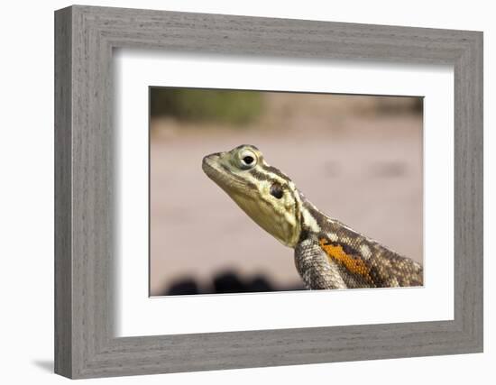 Female Common Agama Head (Agama Agama)-Reinhard Dirscherl-Framed Photographic Print