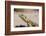 Female Common Agama Head (Agama Agama)-Reinhard Dirscherl-Framed Photographic Print