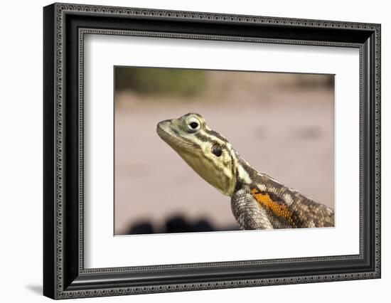 Female Common Agama Head (Agama Agama)-Reinhard Dirscherl-Framed Photographic Print