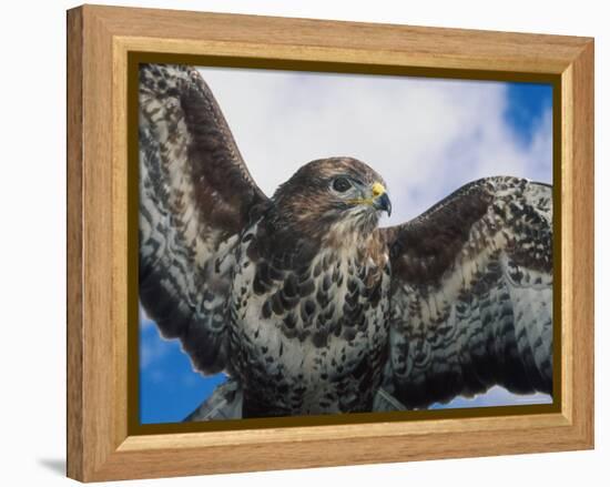 Female Common Buzzard with Wings Outstretched, Scotland-Niall Benvie-Framed Premier Image Canvas