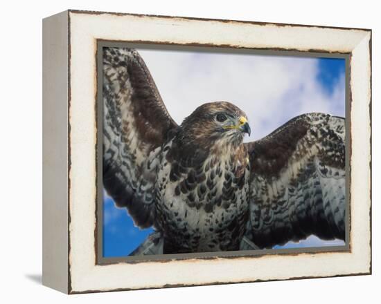 Female Common Buzzard with Wings Outstretched, Scotland-Niall Benvie-Framed Premier Image Canvas