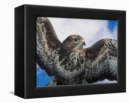 Female Common Buzzard with Wings Outstretched, Scotland-Niall Benvie-Framed Premier Image Canvas