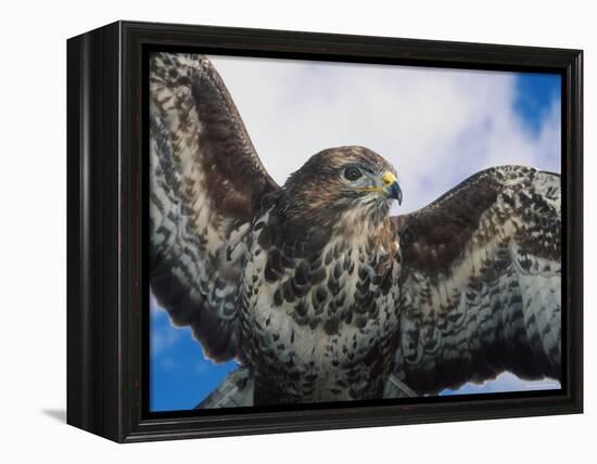 Female Common Buzzard with Wings Outstretched, Scotland-Niall Benvie-Framed Premier Image Canvas