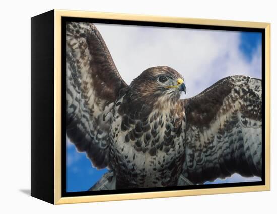 Female Common Buzzard with Wings Outstretched, Scotland-Niall Benvie-Framed Premier Image Canvas