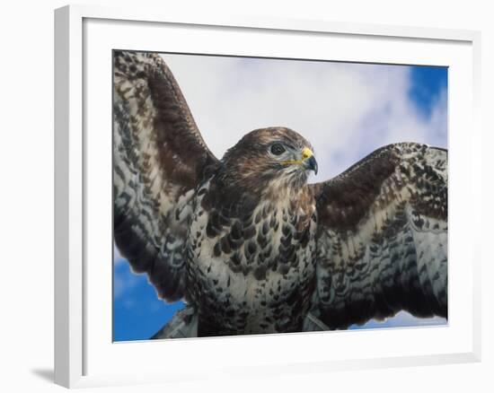 Female Common Buzzard with Wings Outstretched, Scotland-Niall Benvie-Framed Photographic Print