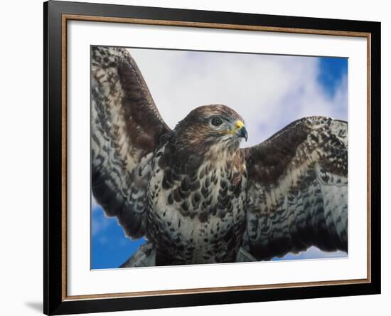 Female Common Buzzard with Wings Outstretched, Scotland-Niall Benvie-Framed Photographic Print