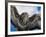 Female Common Buzzard with Wings Outstretched, Scotland-Niall Benvie-Framed Photographic Print