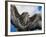 Female Common Buzzard with Wings Outstretched, Scotland-Niall Benvie-Framed Photographic Print