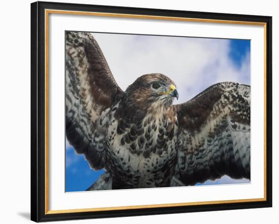 Female Common Buzzard with Wings Outstretched, Scotland-Niall Benvie-Framed Photographic Print