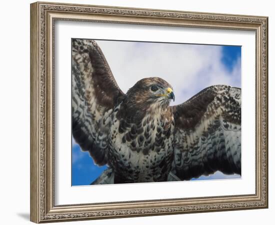 Female Common Buzzard with Wings Outstretched, Scotland-Niall Benvie-Framed Photographic Print