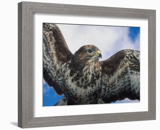 Female Common Buzzard with Wings Outstretched, Scotland-Niall Benvie-Framed Photographic Print