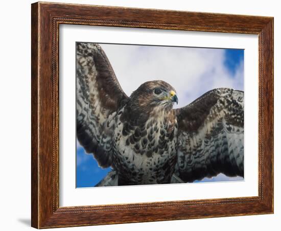 Female Common Buzzard with Wings Outstretched, Scotland-Niall Benvie-Framed Photographic Print