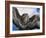 Female Common Buzzard with Wings Outstretched, Scotland-Niall Benvie-Framed Photographic Print