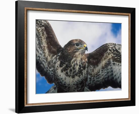 Female Common Buzzard with Wings Outstretched, Scotland-Niall Benvie-Framed Photographic Print