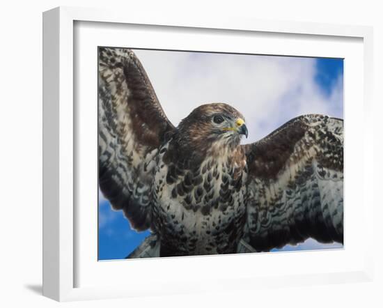 Female Common Buzzard with Wings Outstretched, Scotland-Niall Benvie-Framed Photographic Print