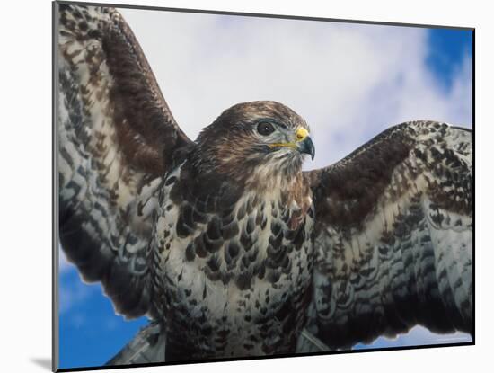 Female Common Buzzard with Wings Outstretched, Scotland-Niall Benvie-Mounted Photographic Print